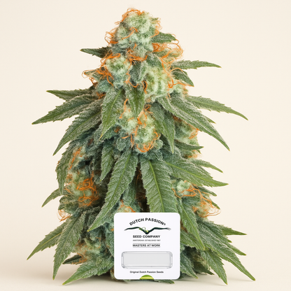 Auto Orange Bud feminisierte Samen (Dutch Passion)