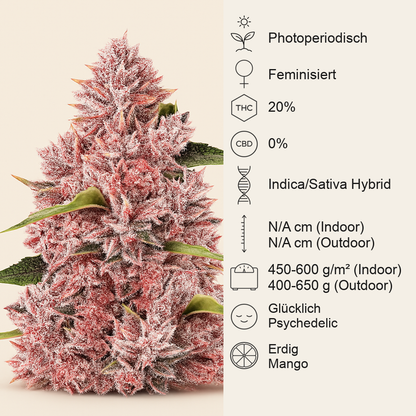 Tropicanna Poison F1 Fast Version feminisiertes Saatgut (Sweet Seeds)