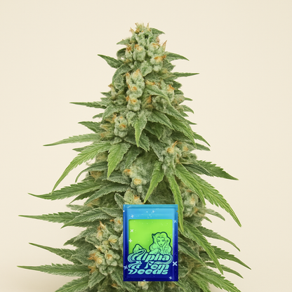 Dozy Cookies feminisierte Samen (AlphaFem Seeds)
