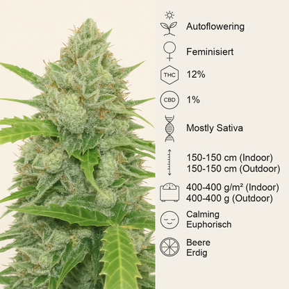 Blue Dream Autoflower feminisierte Samen (Seedkeepers)