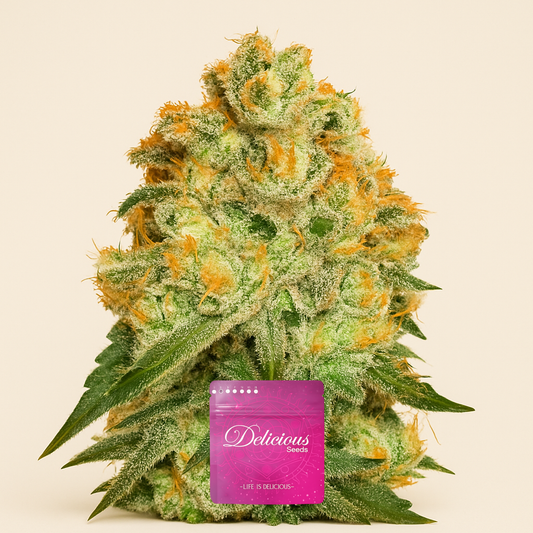 Marmalate (Delicious Seeds) Cannabis-Samen