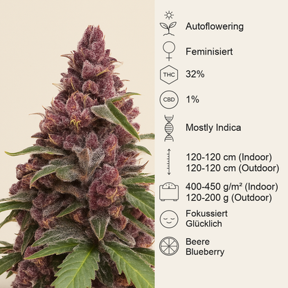 Keepers OG Autoflower feminisierte Samen (Seedkeepers)
