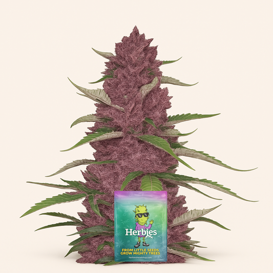 Purple Juice Auto feminisierte Samen (Herbies Seeds)
