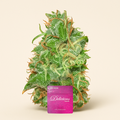 Fruity Chronic Juice (Delicious Seeds) Cannabis-Samen
