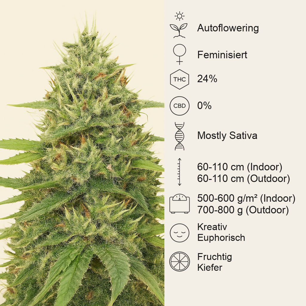 Gorilla G4 Auto (BlimBurn Seeds) Cannabis-Samen