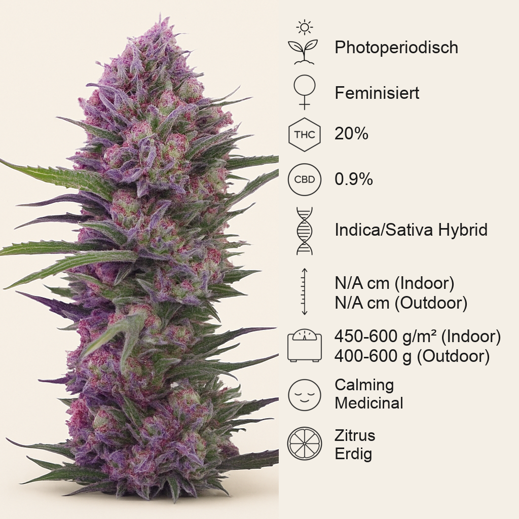 Cream Mandarine F1 Fast Version (Sweet Seeds)