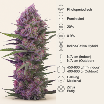 Cream Mandarine F1 Fast Version (Sweet Seeds)