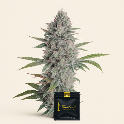 Mango OG Auto Samen feminisiert (Humboldt Seeds Organization)