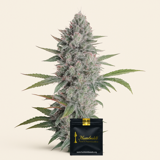 Mango OG Auto Samen feminisiert (Humboldt Seeds Organization)