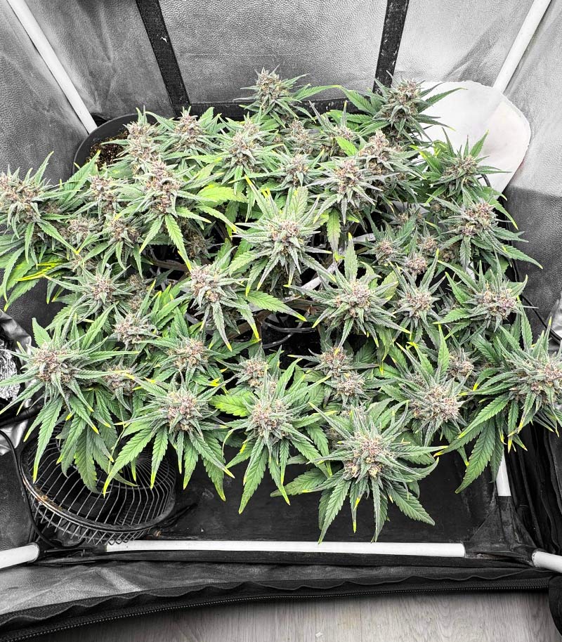 Tropicana Cookies Auto Cannabispflanze – Fast Buds, Foto 5