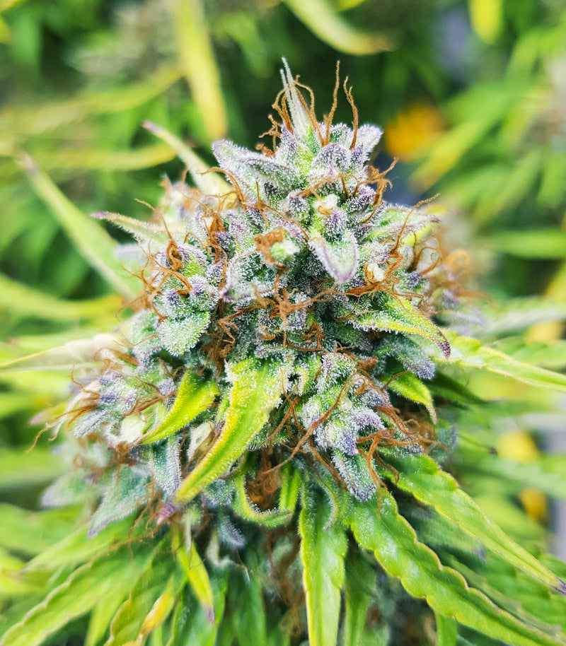 Skywalker Haze Cannabispflanze – Dutch Passion, Foto 12
