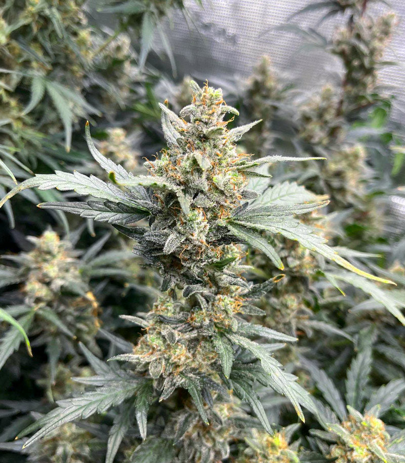 Mimosa Automatic Cannabispflanze – Royal Queen Seeds, Foto 1