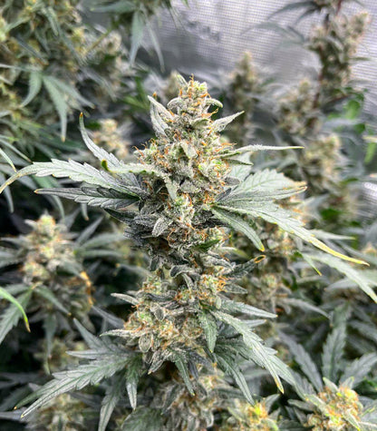 Mimosa Automatic Cannabispflanze – Royal Queen Seeds, Foto 1