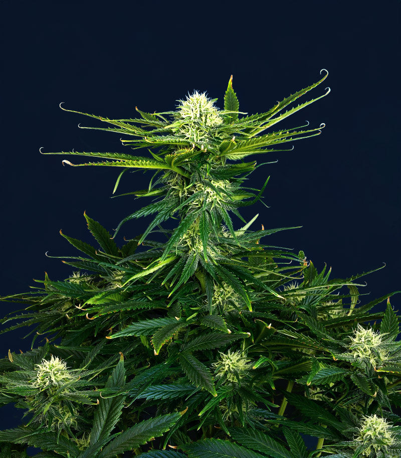 Dream Queen Autoflower Cannabispflanze – Humboldt Seed Company, Foto 2