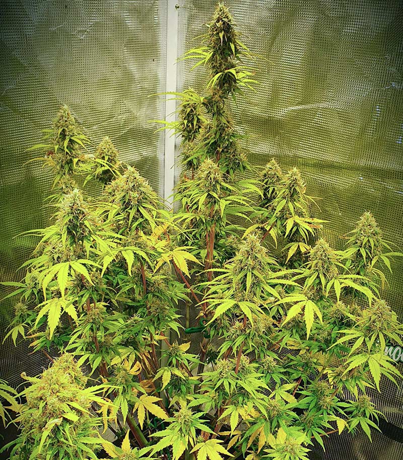 Runtz Auto Cannabispflanze – Barney's Farm, Foto 8