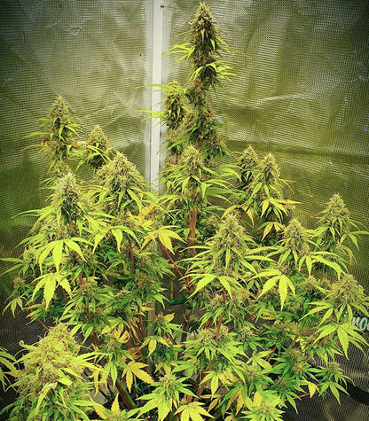 Runtz Auto Cannabispflanze – Barney's Farm, Foto 8