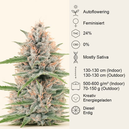 Bruce Banner Autoflower feminisierte Samen (Seedkeepers)