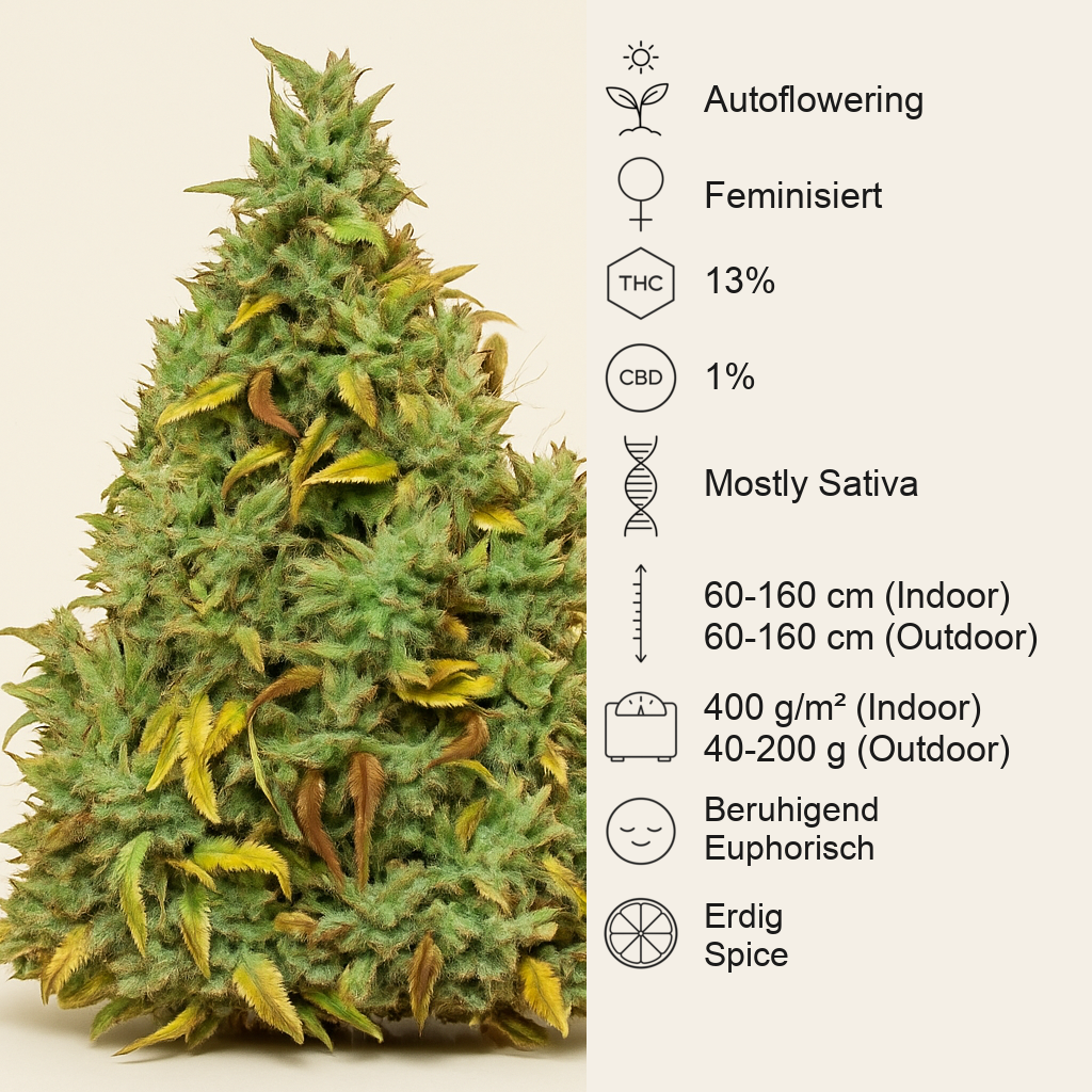 Auto Nefertiti (Pyramid Seeds) Cannabis-Samen