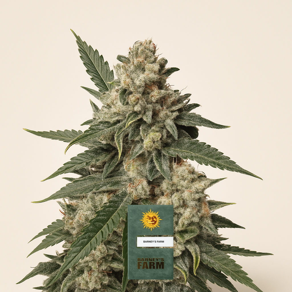 Pink Kush (Barney's Farm) Cannabis-Samen