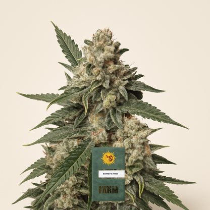 Pink Kush (Barney's Farm) Cannabis-Samen