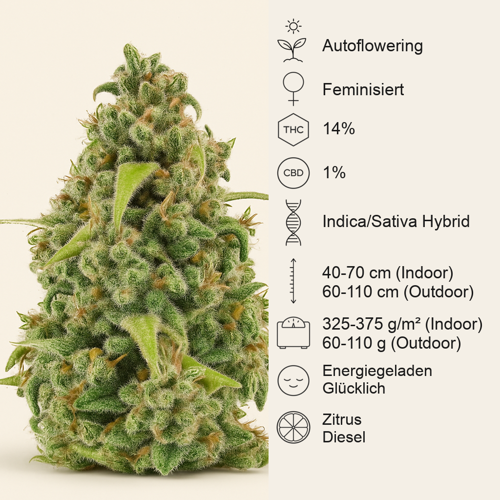 Diesel Automatic (RQS) Cannabis-Samen