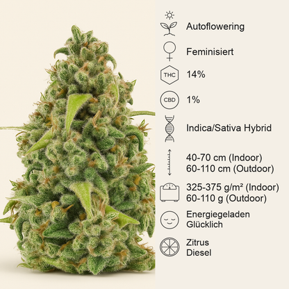 Diesel Automatic (RQS) Cannabis-Samen