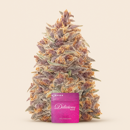 Dark Lemonade Auto feminisierte Samen (Delicious Seeds)