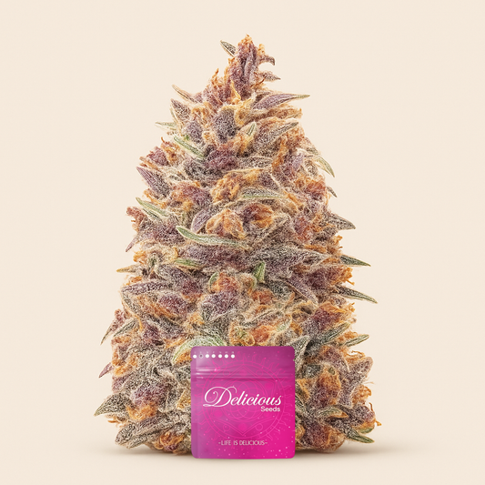 Dark Lemonade Auto feminisierte Samen (Delicious Seeds)