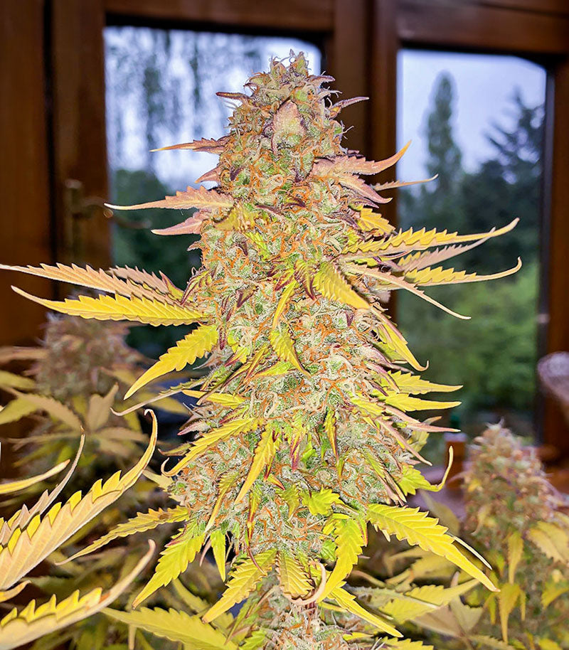 Acid Rain Autoflower Cannabispflanze – EGS, Foto 5