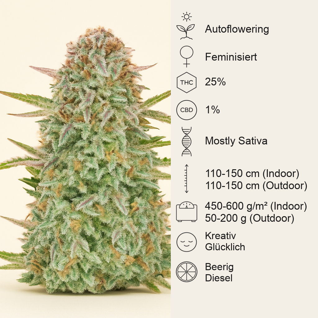 Bruce Banner Auto feminisierte Samen (Fast Buds)