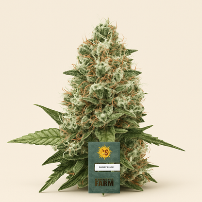 Critical Kush feminisierte Samen (Barney's Farm)