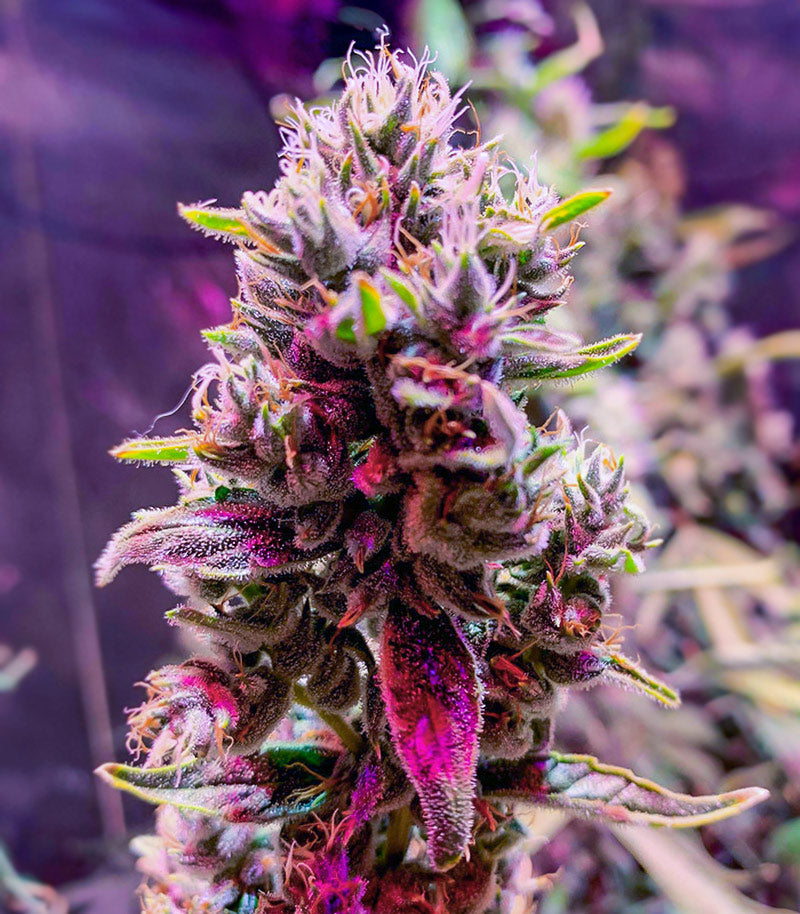 Bruce Banner Fast Version Cannabispflanze – EGS, Foto 4