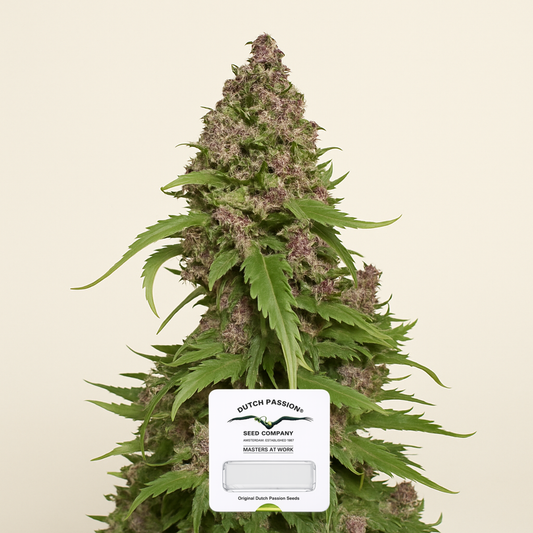 Frisian Duck (Dutch Passion) Cannabis-Samen
