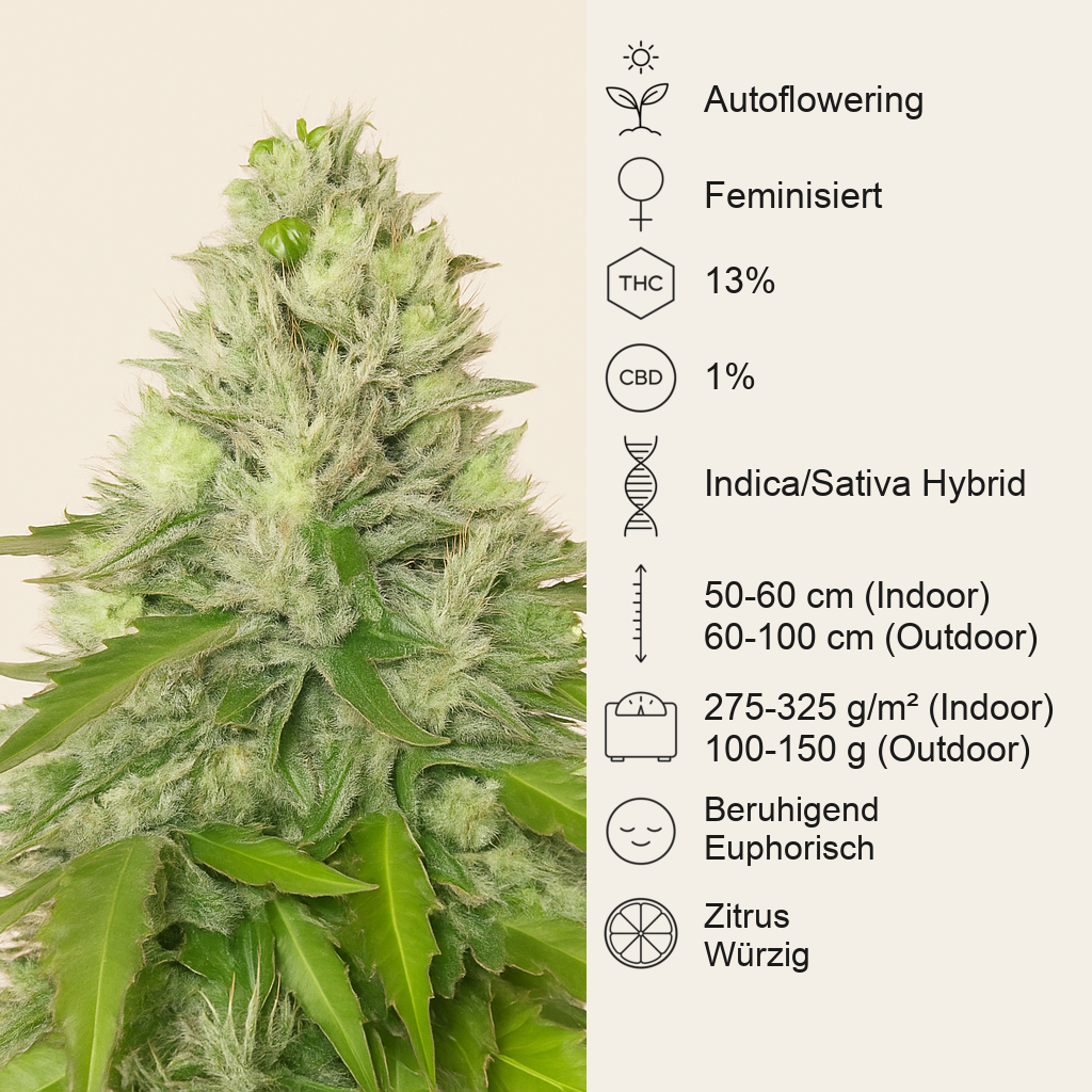 Quick One Auto (RQS) Cannabis-Samen
