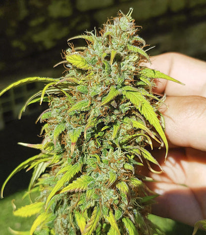 Skywalker Haze Cannabispflanze – Dutch Passion, Foto 10