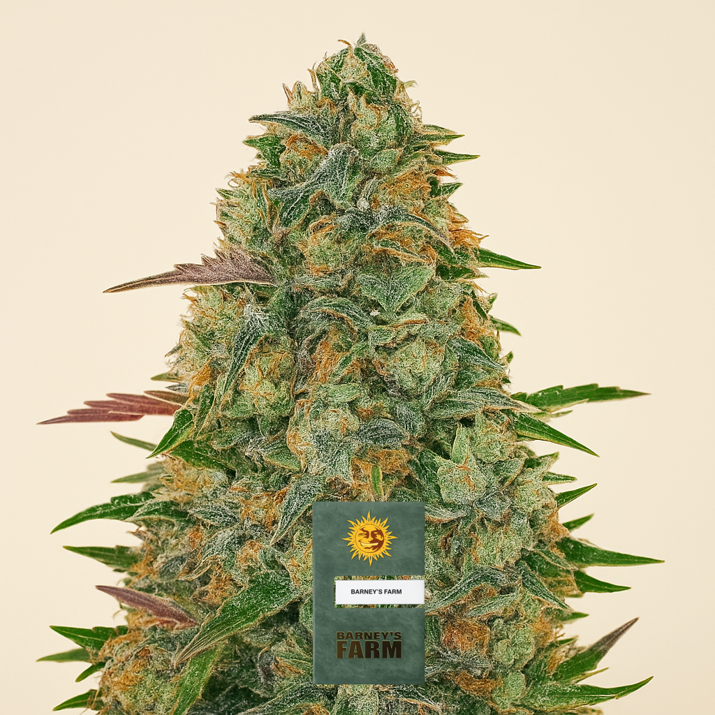 Pineapple Chunk feminisierte Samen (Barney’s Farm)