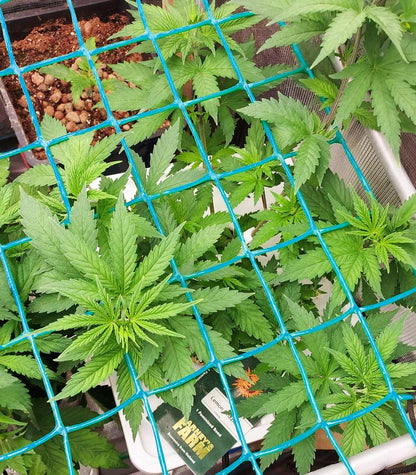 Lemon Drizzle Cannabispflanze – Barney's Farm, Foto 4