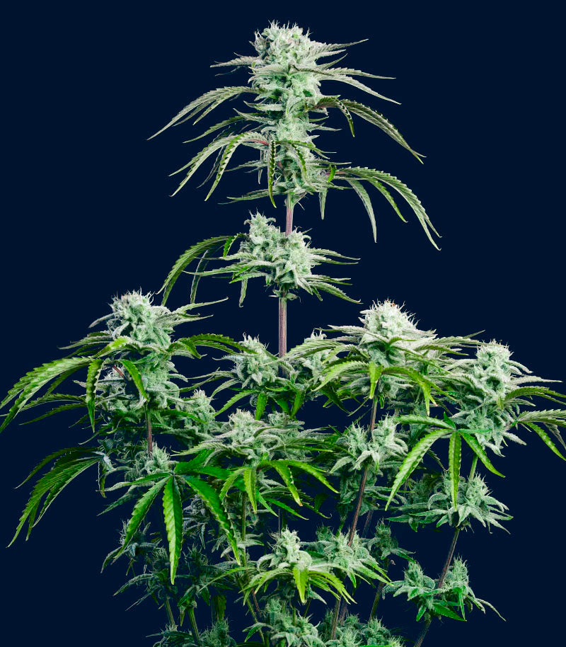 Strawberry Banana Auto Cannabispflanze – Fast Buds, Foto 3