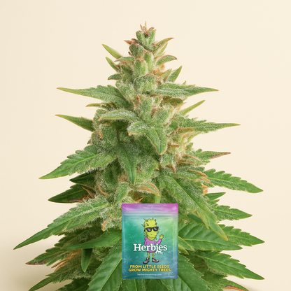 Big Bud Auto-Samen (Herbies Seeds)