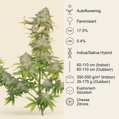 Sweet Cheese Auto (Sweet Seeds) Cannabis-Samen