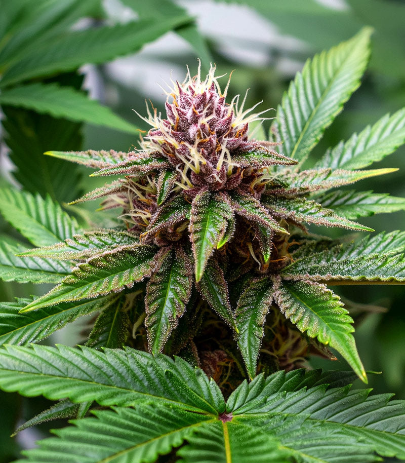 Super Boof Cannabispflanze – Barney's Farm, Foto 3