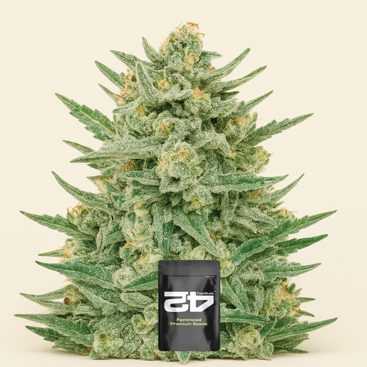 Strawberry Banana Auto feminisierte Samen (Fast Buds)