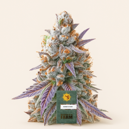 Lemon Drizzle feminisierte Samen (Barney’s Farm)