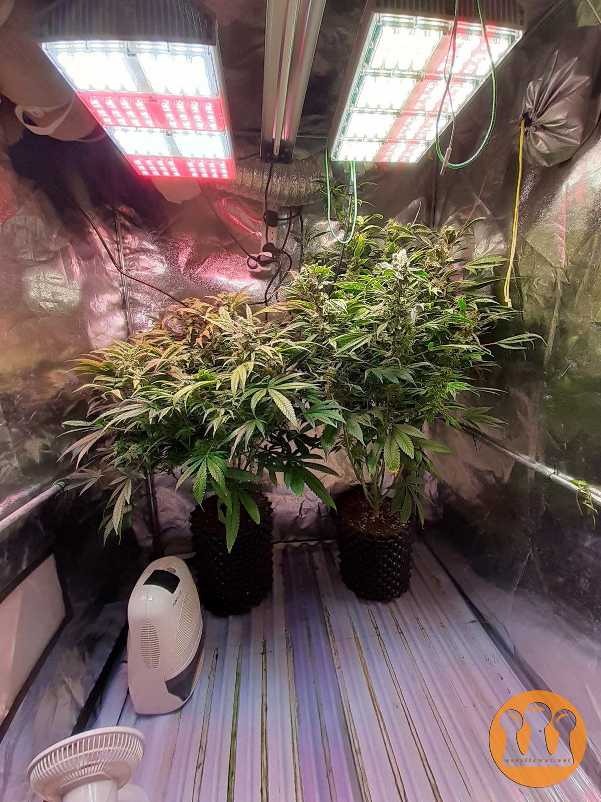 Skywalker Haze Cannabispflanze – Dutch Passion, Foto 6