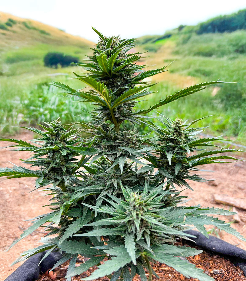 Durban Poison Autoflower Cannabispflanze – Humboldt Seed Company, Foto 2