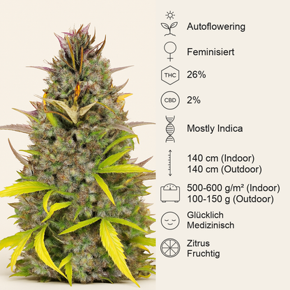 Crystal WW Autoflower feminisierte Samen (EGS)