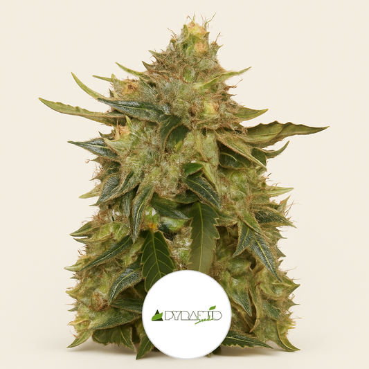 Auto American Pie (Pyramid Seeds) Cannabis-Samen