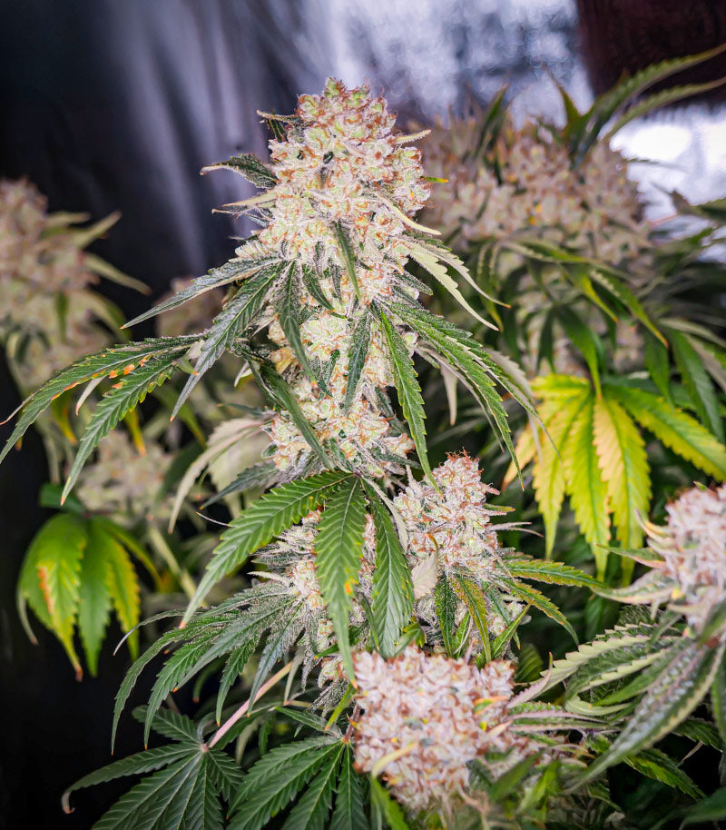 Keep Frosted Guava Autoflower Cannabispflanze – Seedkeepers, Foto 3