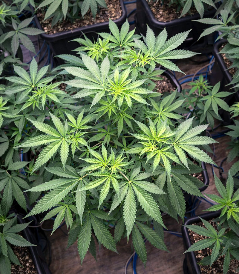 Lemon Cherry Gelato Cannabispflanze – Barney's Farm, Foto 2