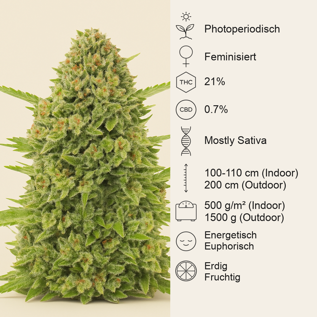 Acapulco Gold feminisiertes Saatgut (Barney's Farm)
